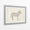 Boceto De Cebra - Ethan Harper | Cuadro decorativo de Canvas Lab