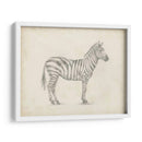 Boceto De Cebra - Ethan Harper | Cuadro decorativo de Canvas Lab