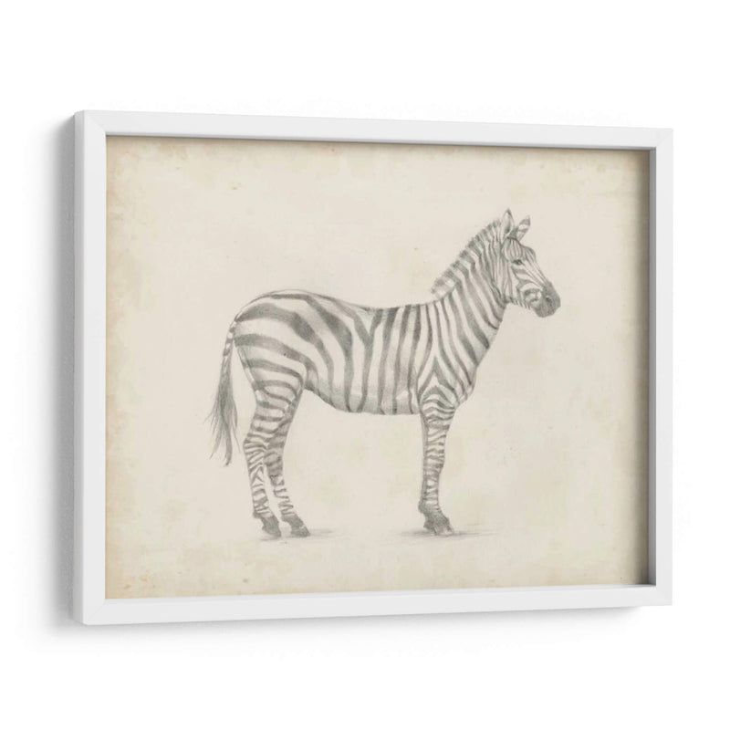 Boceto De Cebra - Ethan Harper | Cuadro decorativo de Canvas Lab