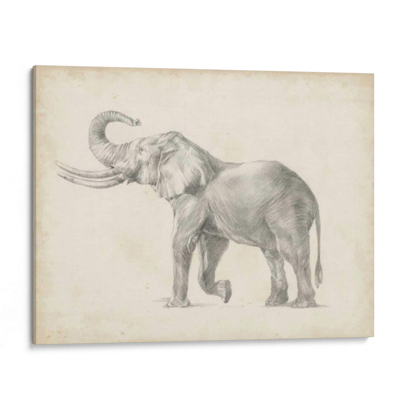 Bosquejo De Elefante I - Ethan Harper | Cuadro decorativo de Canvas Lab