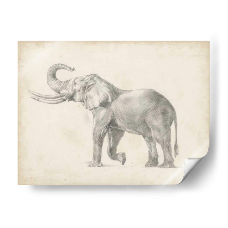 Bosquejo De Elefante I - Ethan Harper | Cuadro decorativo de Canvas Lab