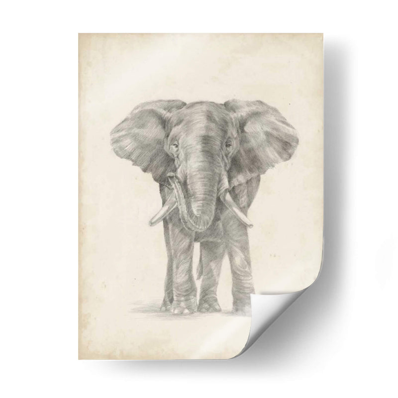 Bosquejo De Elefante Ii - Ethan Harper | Cuadro decorativo de Canvas Lab