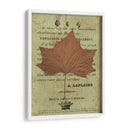 Hoja De Otoño Ii - Sandy Lloyd | Cuadro decorativo de Canvas Lab