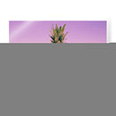 Piña Del Sur De La Florida I - Adam Mead | Cuadro decorativo de Canvas Lab