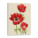 Heirloom Anemones Ii - Grace Popp | Cuadro decorativo de Canvas Lab