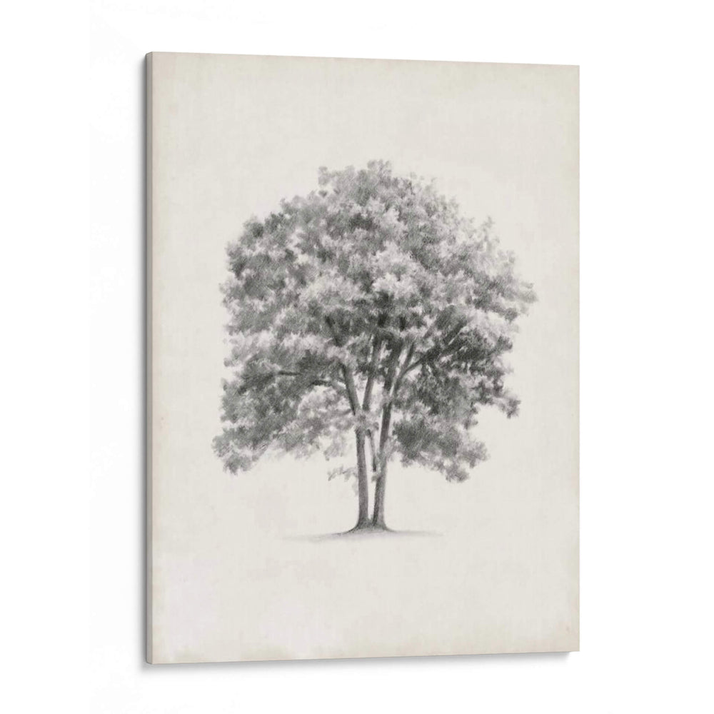 Estudio De Arbor Vintage Ii - Ethan Harper | Cuadro decorativo de Canvas Lab