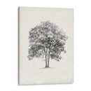 Estudio De Arbor Vintage Ii - Ethan Harper | Cuadro decorativo de Canvas Lab