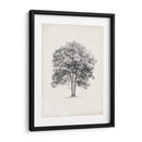 Estudio De Arbor Vintage Ii - Ethan Harper | Cuadro decorativo de Canvas Lab