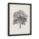 Estudio De Arbor Vintage Ii - Ethan Harper | Cuadro decorativo de Canvas Lab