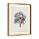 Estudio De Arbor Vintage Ii - Ethan Harper | Cuadro decorativo de Canvas Lab