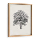 Estudio De Arbor Vintage Ii - Ethan Harper | Cuadro decorativo de Canvas Lab