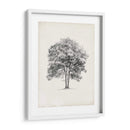 Estudio De Arbor Vintage Ii - Ethan Harper | Cuadro decorativo de Canvas Lab