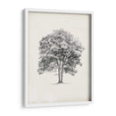 Estudio De Arbor Vintage Ii - Ethan Harper | Cuadro decorativo de Canvas Lab