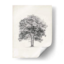 Estudio De Arbor Vintage Ii - Ethan Harper | Cuadro decorativo de Canvas Lab