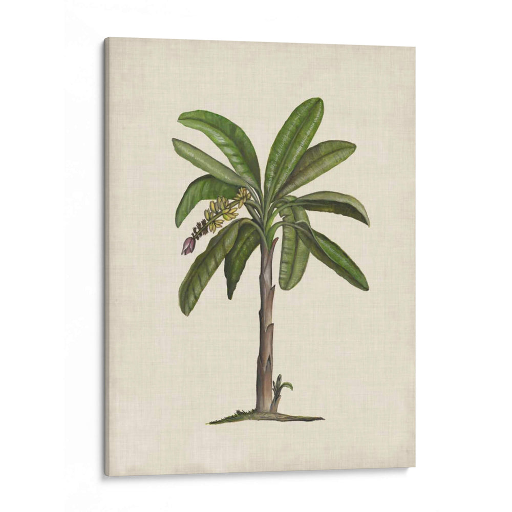 Palms Británica Ii - Naomi McCavitt | Cuadro decorativo de Canvas Lab