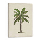 Palms Británica Ii - Naomi McCavitt | Cuadro decorativo de Canvas Lab