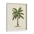Palms Británica Ii - Naomi McCavitt | Cuadro decorativo de Canvas Lab