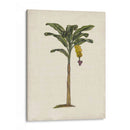 Palms Británica Iii - Naomi McCavitt | Cuadro decorativo de Canvas Lab