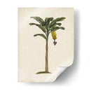 Palms Británica Iii - Naomi McCavitt | Cuadro decorativo de Canvas Lab