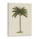 Palms Británicos Iv - Naomi McCavitt | Cuadro decorativo de Canvas Lab