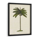 Palms Británicos Iv - Naomi McCavitt | Cuadro decorativo de Canvas Lab