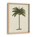 Palms Británicos Iv - Naomi McCavitt | Cuadro decorativo de Canvas Lab