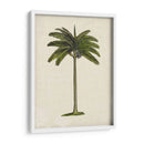 Palms Británicos Iv - Naomi McCavitt | Cuadro decorativo de Canvas Lab