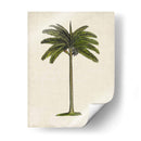 Palms Británicos Iv - Naomi McCavitt | Cuadro decorativo de Canvas Lab