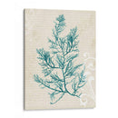 Alga Teal I - Grace Popp | Cuadro decorativo de Canvas Lab