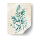Alga Teal I - Grace Popp | Cuadro decorativo de Canvas Lab