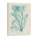 Teal Seaweed Ii - Grace Popp | Cuadro decorativo de Canvas Lab