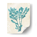 Teal Seaweed V - Grace Popp | Cuadro decorativo de Canvas Lab
