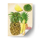Estudio De Piña Tropical I - Melissa Wang | Cuadro decorativo de Canvas Lab