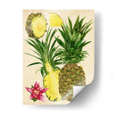 Estudio De Piña Tropical Ii - Melissa Wang | Cuadro decorativo de Canvas Lab