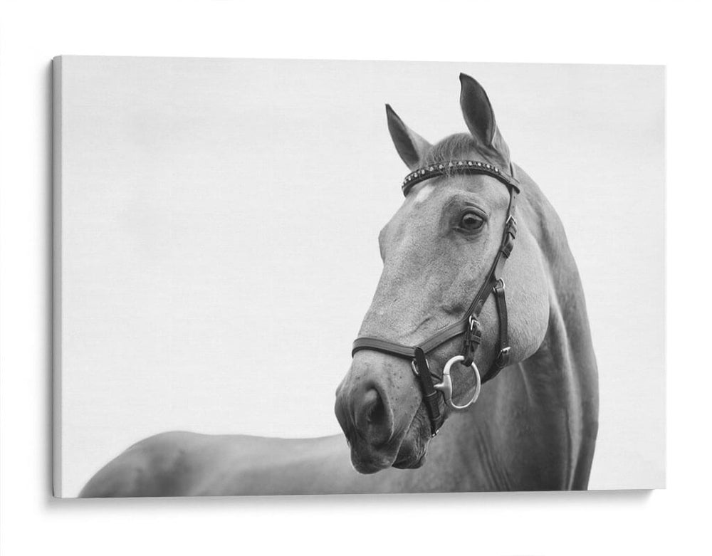Perfil del caballo | Cuadro decorativo de Canvas Lab