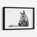 Perfil del caballo | Cuadro decorativo de Canvas Lab