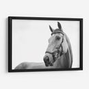 Perfil del caballo | Cuadro decorativo de Canvas Lab