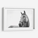 Perfil del caballo | Cuadro decorativo de Canvas Lab