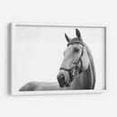 Perfil del caballo | Cuadro decorativo de Canvas Lab