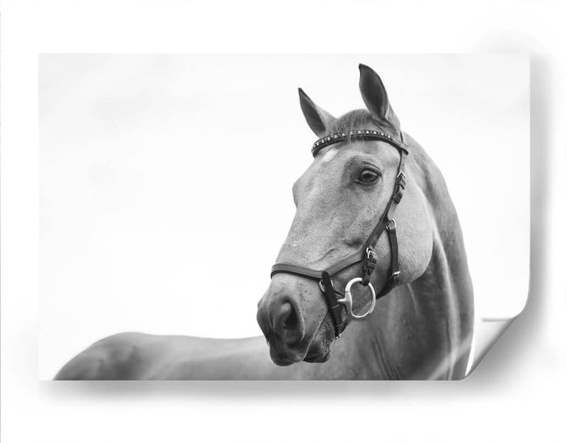 Perfil del caballo | Cuadro decorativo de Canvas Lab