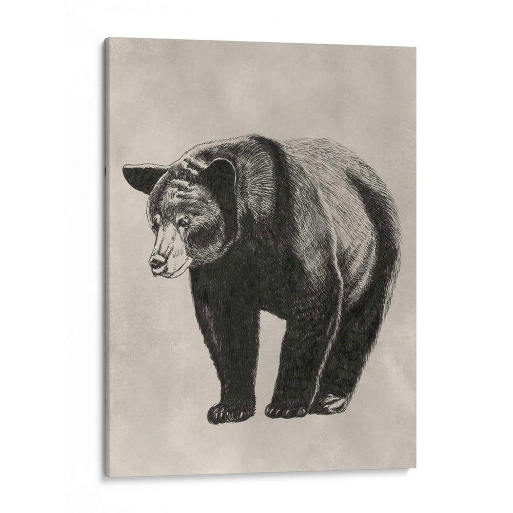 Lápiz Y Tinta Oso Ii - Naomi McCavitt | Cuadro decorativo de Canvas Lab