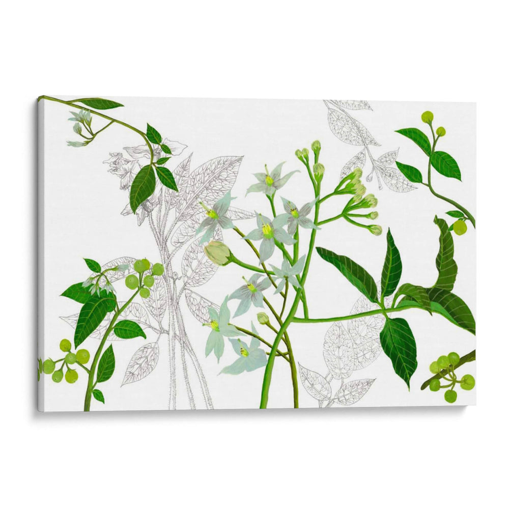 Solanum I - Melissa Wang | Cuadro decorativo de Canvas Lab