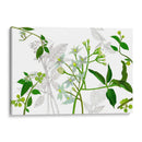 Solanum I - Melissa Wang | Cuadro decorativo de Canvas Lab