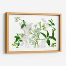 Solanum I - Melissa Wang | Cuadro decorativo de Canvas Lab