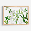 Solanum I - Melissa Wang | Cuadro decorativo de Canvas Lab