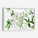 Solanum I - Melissa Wang | Cuadro decorativo de Canvas Lab