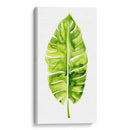 Estudio De Hoja De Plátano I - Grace Popp | Cuadro decorativo de Canvas Lab