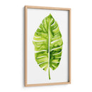 Estudio De Hoja De Plátano I - Grace Popp | Cuadro decorativo de Canvas Lab