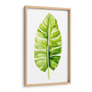 Estudio De Hoja De Plátano Ii - Grace Popp | Cuadro decorativo de Canvas Lab