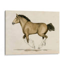Clydesdale Ii - Grace Popp | Cuadro decorativo de Canvas Lab